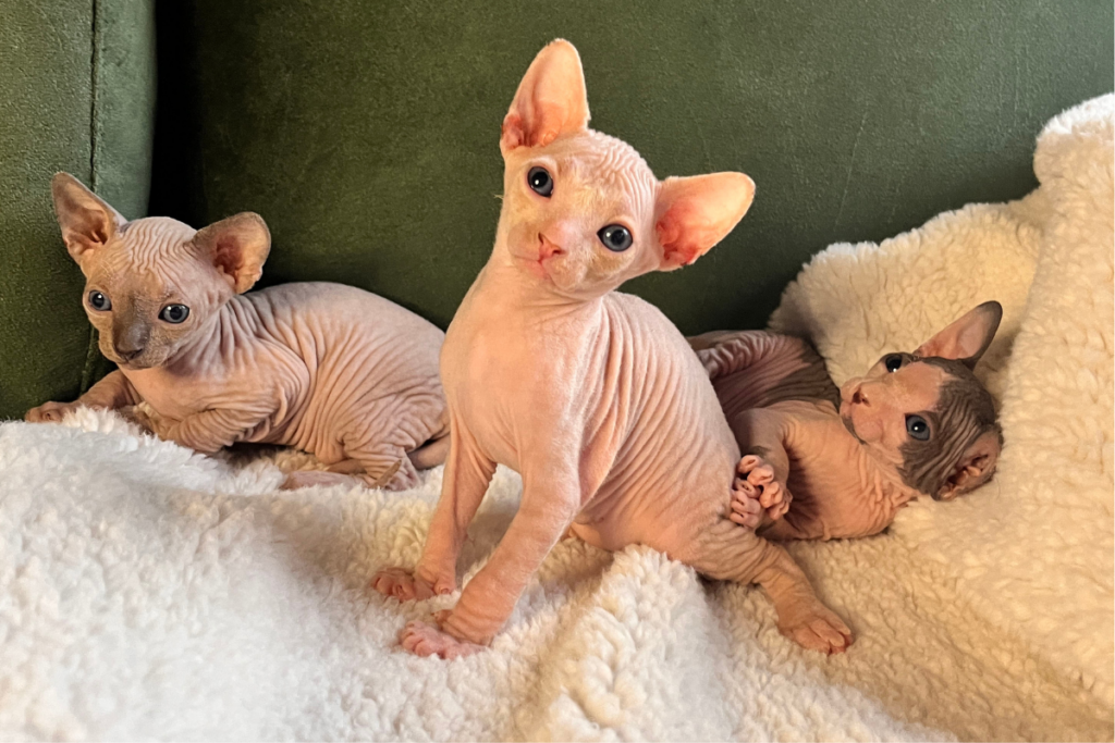 gatos sphynx