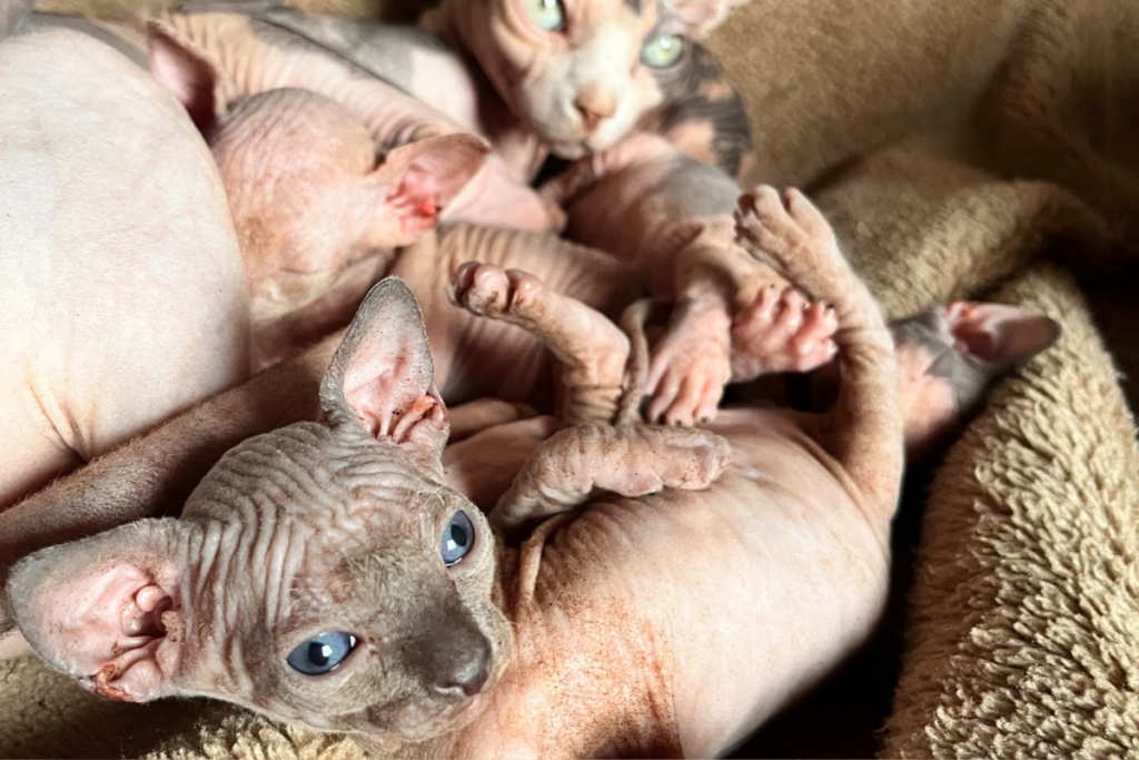 nueva camada de gatos