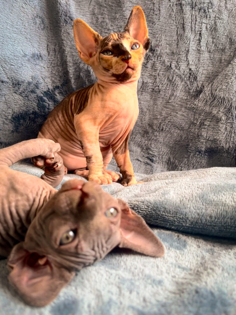 comprar gatos esfinge medellin