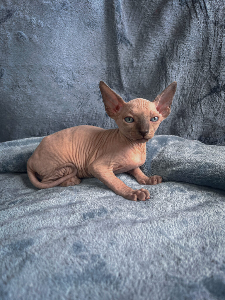 comprar gatos sphynx